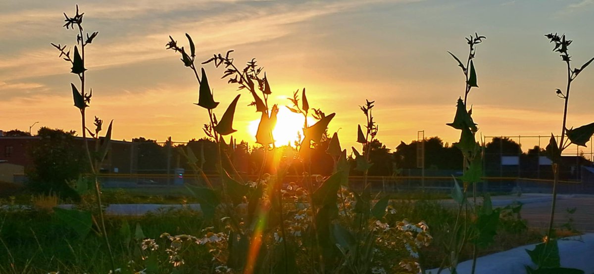 jacquesLeStrap1's tweet image. Deflection needed for the glare of the #Sun 
#Sunset #keepitsmooth