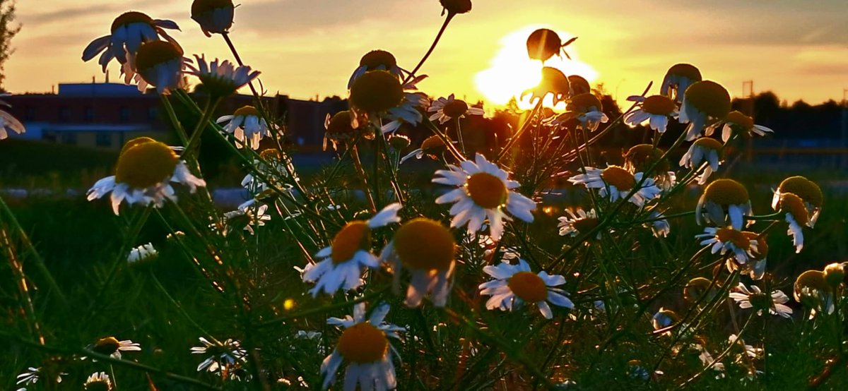 jacquesLeStrap1's tweet image. Deflection needed for the glare of the #Sun 
#Sunset #keepitsmooth