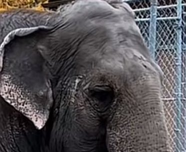 #T4Animals 🐘🦁🦒🐅🦊🦔🐻 (@cosmicbrigade) on Twitter photo If you look into #Lucys eyes you can see the joy in her eyes is gone, replaced by sadness & utter defeat.
But <a href="/EdmontonClerk/">Edmonton City Clerk</a> 🇨🇦 instead of allowing Lucy #Sanctuary you allow <a href="/BuildingOurZoo/">The Valley Zoo Development Society</a> to continue to exploit & financial drain Lucy.
<a href="/AndrewKnack/">Andrew Knack</a> 🛑the explotation of Lucy
🆓🐘 If you look into #Lucys eyes you can see the joy in her eyes is gone, replaced by sadness & utter defeat.
But <a href="/EdmontonClerk/">Edmonton City Clerk</a> 🇨🇦 instead of allowing Lucy #Sanctuary you allow <a href="/BuildingOurZoo/">The Valley Zoo Development Society</a> to continue to exploit & financial drain Lucy.
<a href="/AndrewKnack/">Andrew Knack</a> 🛑the explotation of Lucy
🆓🐘