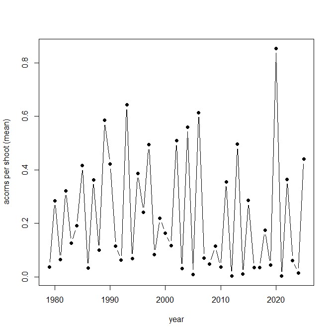 The Silwood acorn data for 2025 are gathered (below).  As expected, it was a bumper crop, but nowhere near the largest we've seen (that was in 2020). In the 46 years of the study, there have been 8 years with bigger acorn crops than 2025.