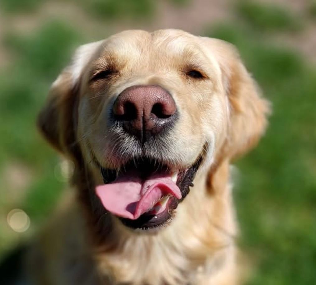 #TongueOutTuesday.   That’s a big smile from a happy boy!

#Chorley #GuideDogsUK #GuideDogs #GuideDogsForTheBlind
