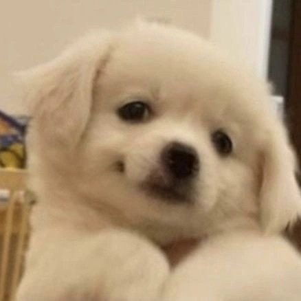 puppies video tweet media