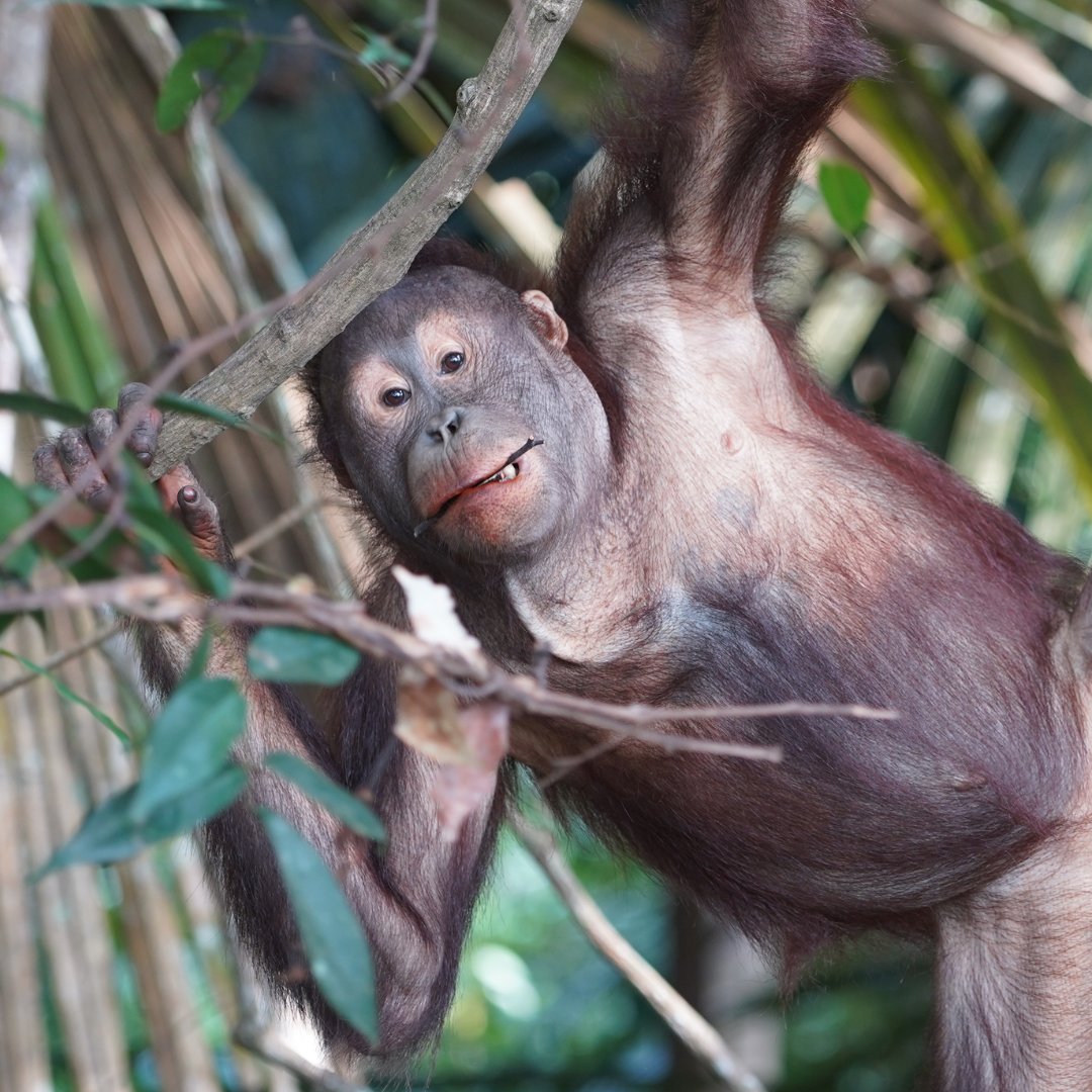 FOUR PAWS South Africa (@fourpawsza) on Twitter photo Cute noise? Nah. The “kiss squeak” is orangutans saying back off 🦧😎 
Orphans even learn when to use it and can make it louder with leaves 🍃
© FOUR PAWS | Jejak Pulang 
#WorldOrangutanDay #FOURPAWSZA Cute noise? Nah. The “kiss squeak” is orangutans saying back off 🦧😎 
Orphans even learn when to use it and can make it louder with leaves 🍃
© FOUR PAWS | Jejak Pulang 
#WorldOrangutanDay #FOURPAWSZA
