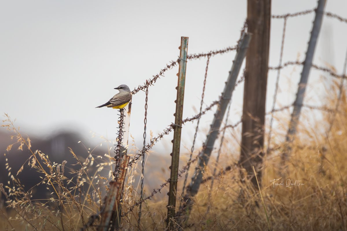 aHeartSoFull's tweet photo. Birds on Fences ~ Come on ya'll, I know you have at least one. Let's have some fun, drop your best in the comments!
BTW, you could help me out by picking your favorite, I'd like to put one into a competition. ๐
#nature #wildlife #birdlovers #oldfence #wildlifephotography https://t.co/12gv6Nbq1U