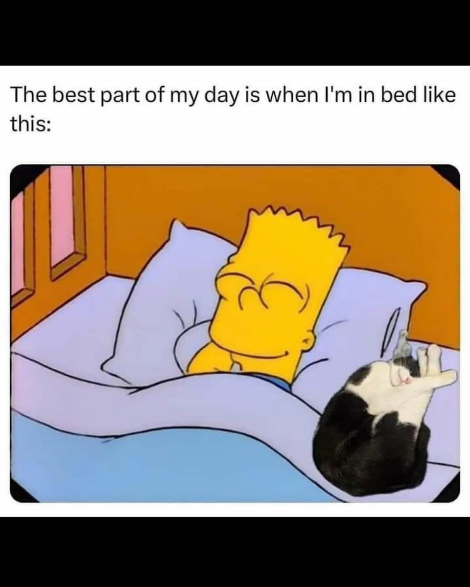 lined cats (@linedcats) on Twitter photo 