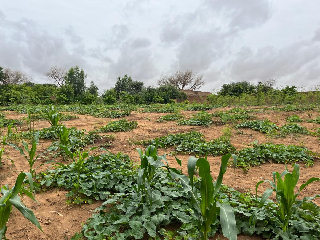 Cipmen's tweet image. #mardi_d_impact
🚀Suivi terrain chez RIM AGROBUSINESS de Ridouane Issoufou, bénéficiaire du projet #IDEEJeune 🌱. 
Un accompagnement pour renforcer son impact dans l’#AgroBusiness et soutenir l’#entrepreneuriat jeune 🚀.

#Jeunesse #Innovation #ImpactPositif🌱

OIM Niger