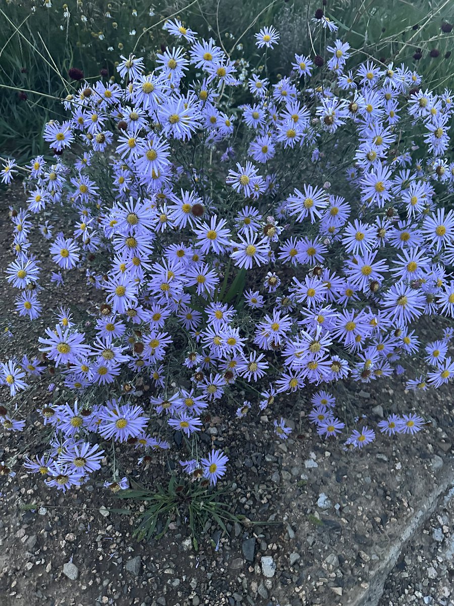 Үнэр ёстой янзтай гоё🥰👌