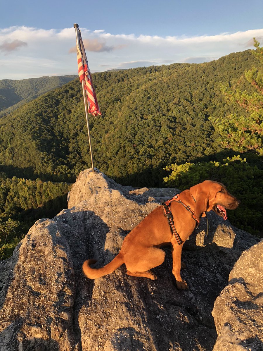 I’ve really learned to not care about material items because my dog’s a dork.