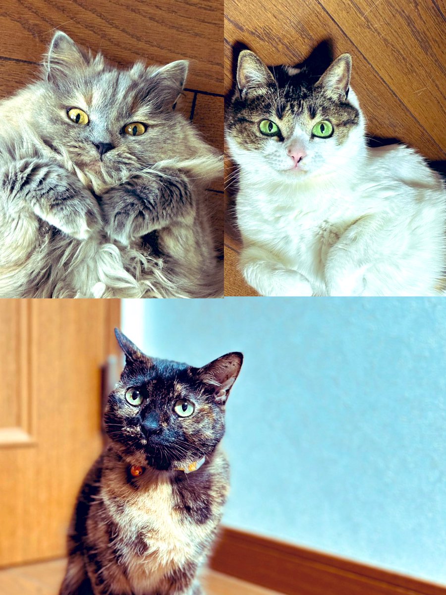 お盆休み前に耳鼻科に行きそびれて猫アレルギーを拗らせて
もう、、鼻がーっ(;´T`)
いつも顔に猫の毛がついてる気がする(笑)(笑)
お前達、可愛すぎだろ(ｵﾔﾊﾞｶ)