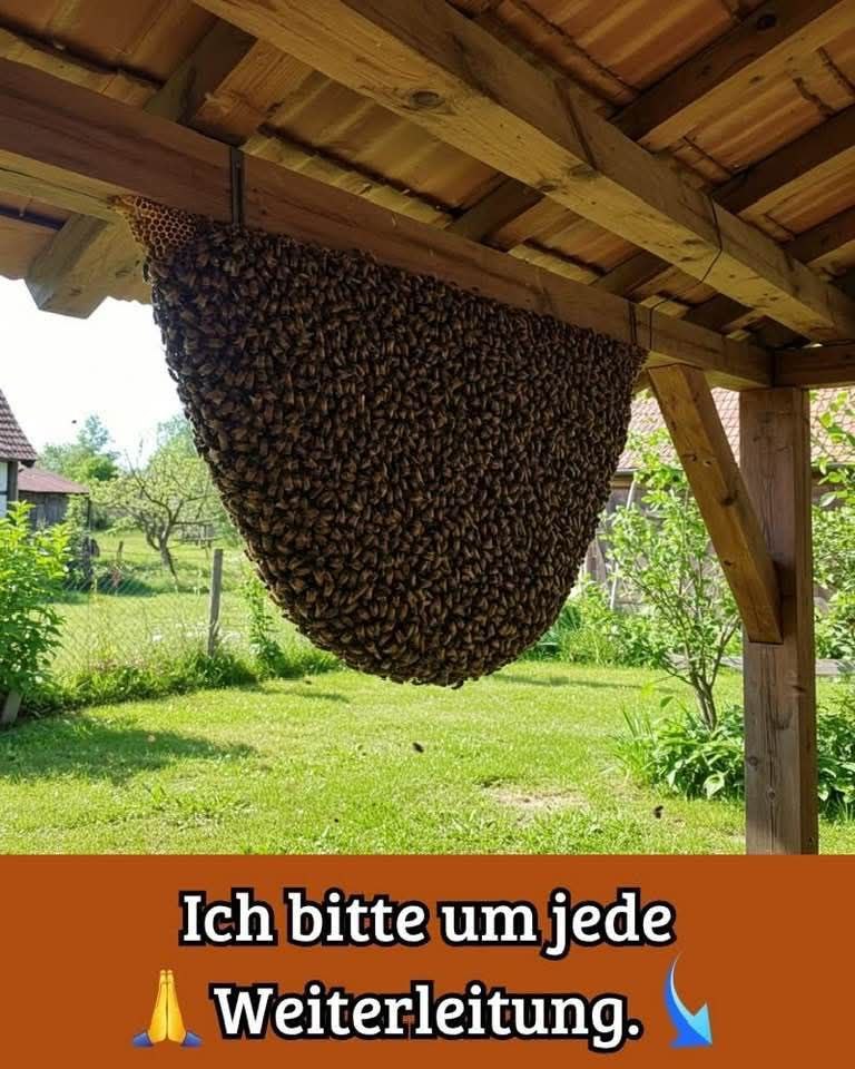 🐝🐝🐝 WICHTIG 🐝🐝🐝
Wenn du solche Bienen siehst, hab keine Angst. Ruf nicht die Feuerwehr oder den Bevölkerungsschutz, berühre sie nicht, vergifte sie nicht und töte sie nicht!

Es ist eine Reise der Bienen. Sie werden dir nichts tun. Sie bleiben nur 24 Stunden. Störe sie