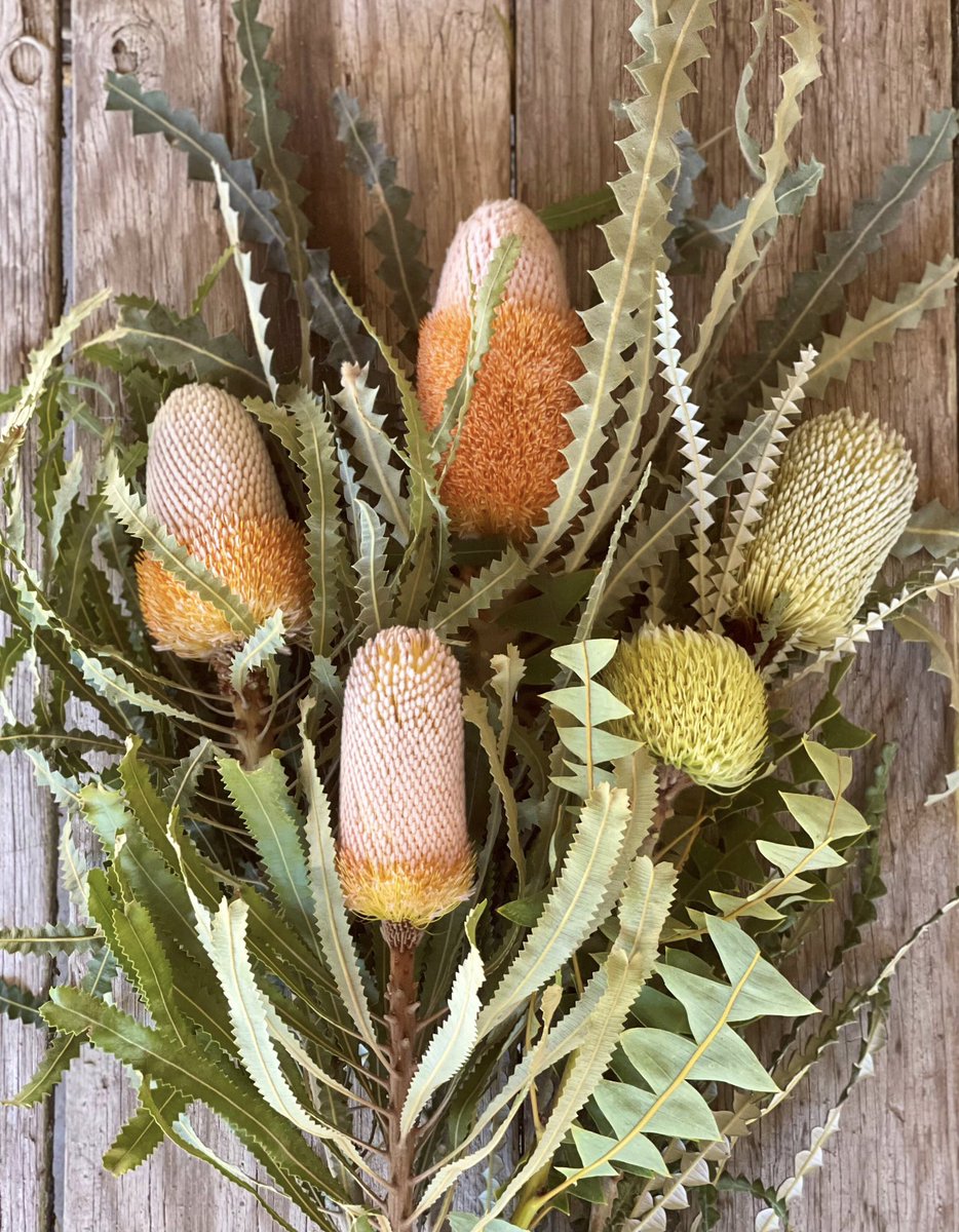 Bold and beautiful! #Banksias bring oodles of wonderful texture and color to your designs. Tough + resilient, they fill the late summer lull with stunning blooms in a range of lengths &amp; sizes, adding the perfect amount of mesmerizing allure.🍃🧡🌾💚🌿#texturalflorals #boldblooms