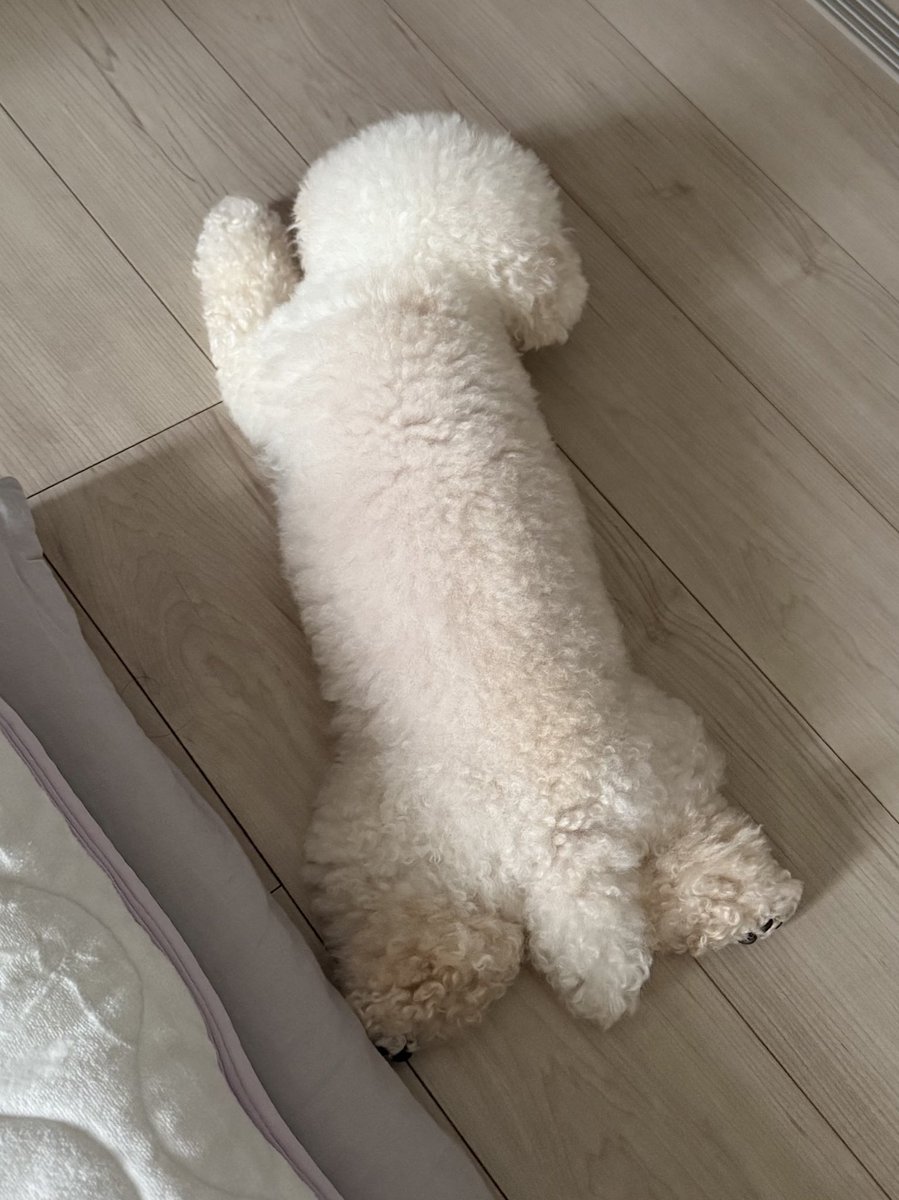 お散歩に行ってたらふくごはん食べて満足した犬