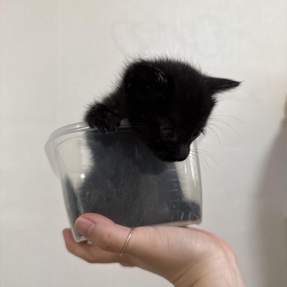 여러분~ 저희 달달이가 아가들 중 첫째로 화장실을 가렸답니다! 화장실에 엉금엉금 겨우 들어가더니 너무 작고 소중한 감자를 만들어놨어여 무한한 칭찬과 격려 부탁드리겠읍니다.🥳

#입양문의는프로필링크참고❤️
#임보중_달달 #입양홍보