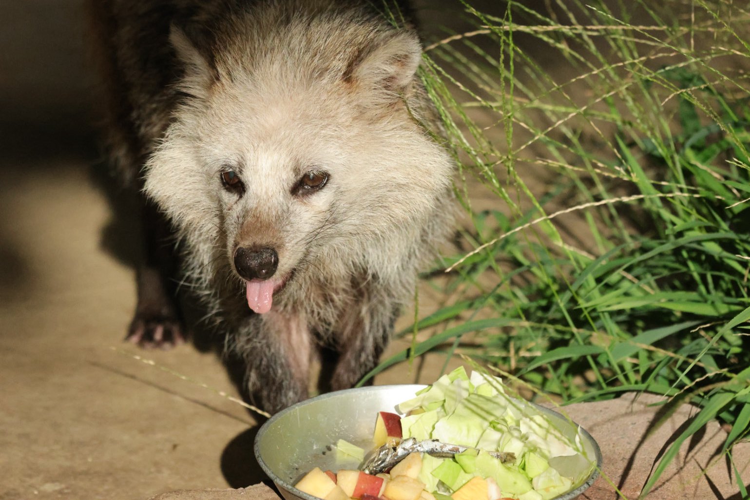 あきんどタヌキ 東山動植物園公式】ひなたぼっこ《 ホンドタヌキ タヌキ