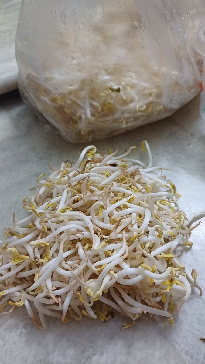 Hiburan disaat internet mati... petik toge orz