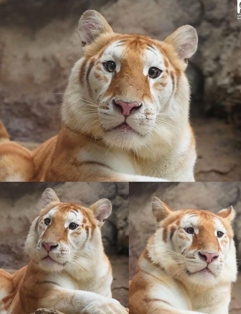 apex predator