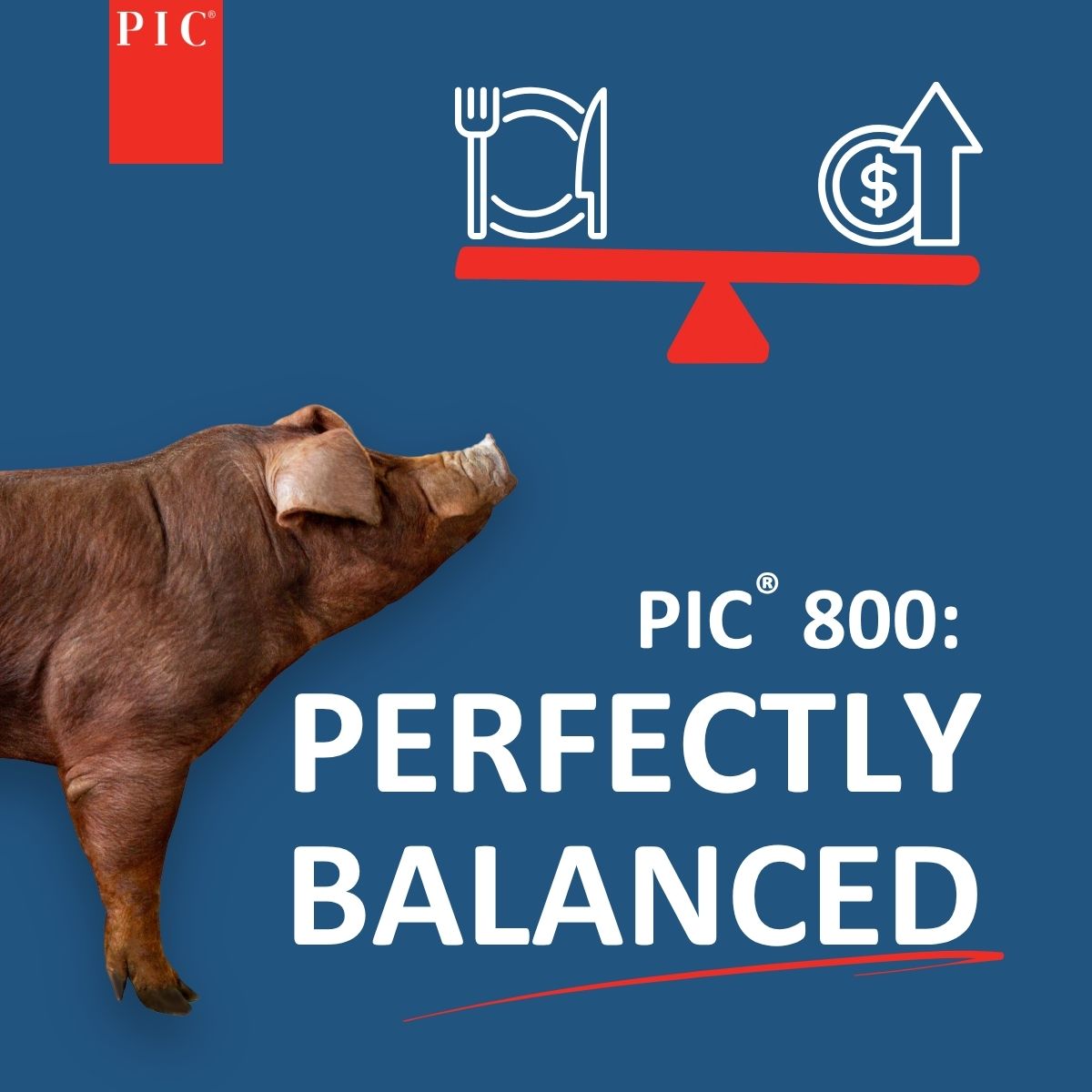 Beating industry benchmarks in:
🍽️ Marbling
🍽️ Loin ultimate pH
💰 Growth rate
💰 Feed efficiency
💰 Survivability

Meet the PIC®800, delivering a win for consumers and producers alike: bit.ly/4f6mFWp

#PICGenetics #PIC800 #PorkProduction