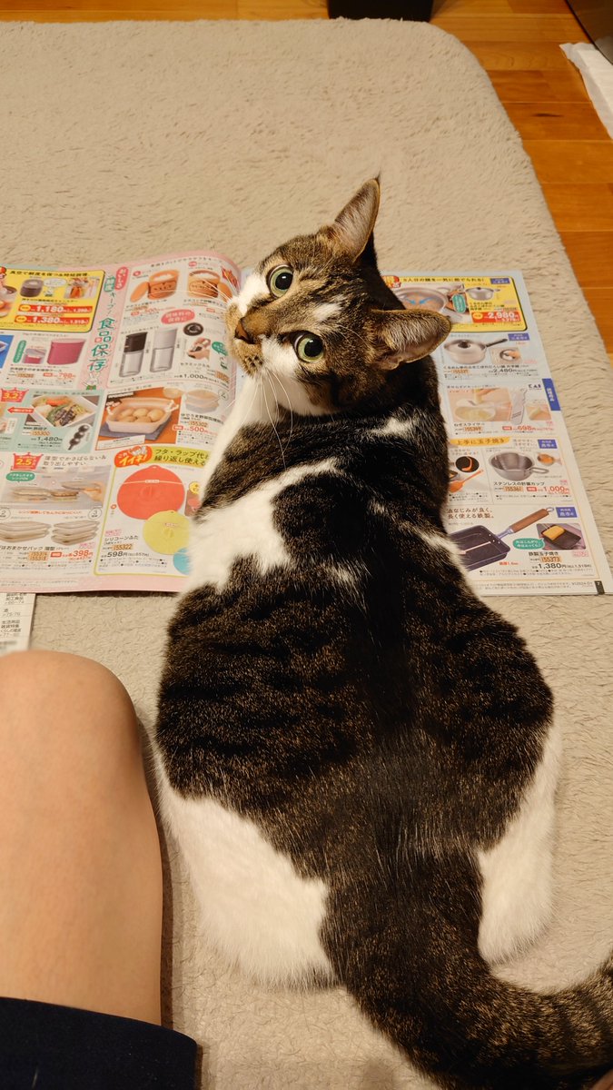 Inネコ ダイオ 網戸専用 犬猫出入口 猫・小型犬用 211604 縦17cm×横堀