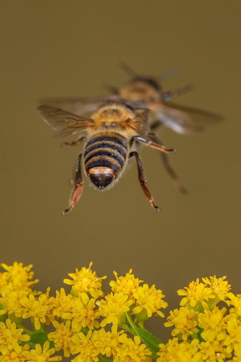 Elsevier is pleased to share this revolutionary new chapter: The “Language” of Honeybees—A Revision from the Encyclopedia of Language and Linguistics. tinyurl.com/yjm4297k #honeybee #linguistics 
Photos: Ingo Arndt.