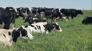 agritotal's tweet image. La lechería argentina alcanzará una producción récord en 2025 #lecheria #produccion @CIL_Ec 
agritotal.com/nota/la-lecher…