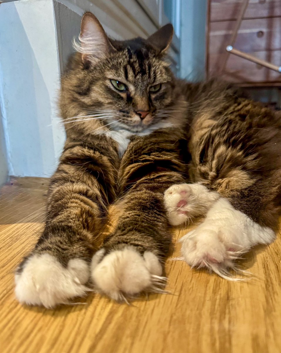 Criminou extrêmement dangereux qui vient de sauter sur la fenêtre pour attraper une mouche et a atterri les fesses dans son bol d’eau…

Le « parquet flottant » n’a jamais aussi bien porté son nom.