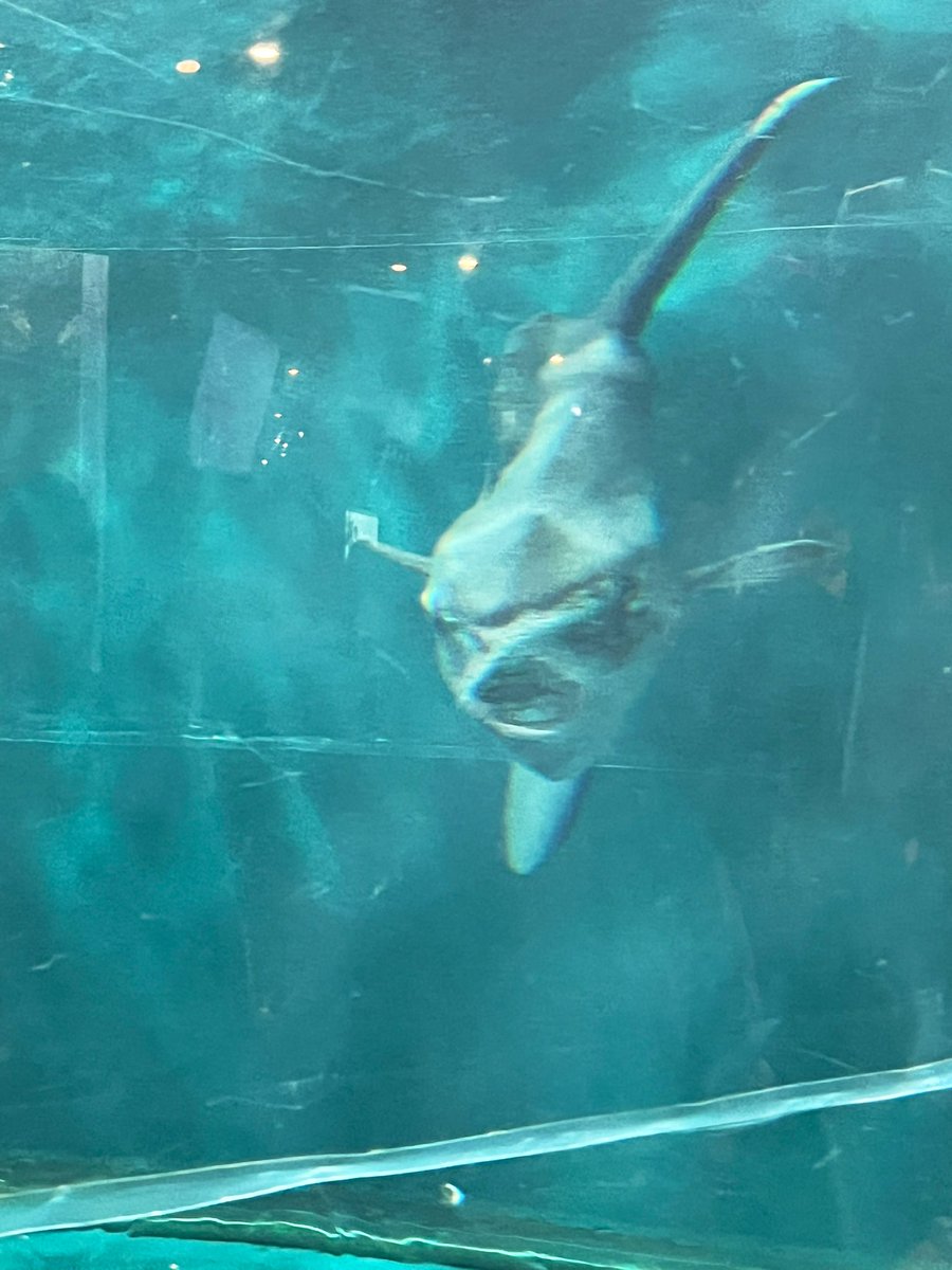 先日、地元・山口に帰って来ました！

リニューアルオープンした #海響館 へ🐡
いろいろ増えてる！フグも！アシカも！！

よく行っていたので懐かしさ＋パワーアップした海響館に終始ワクワクが止まりませんでした😆

そんな私が唯一ショックだったこと。
マンボウ、君の顔の正面、初めて見たよ…