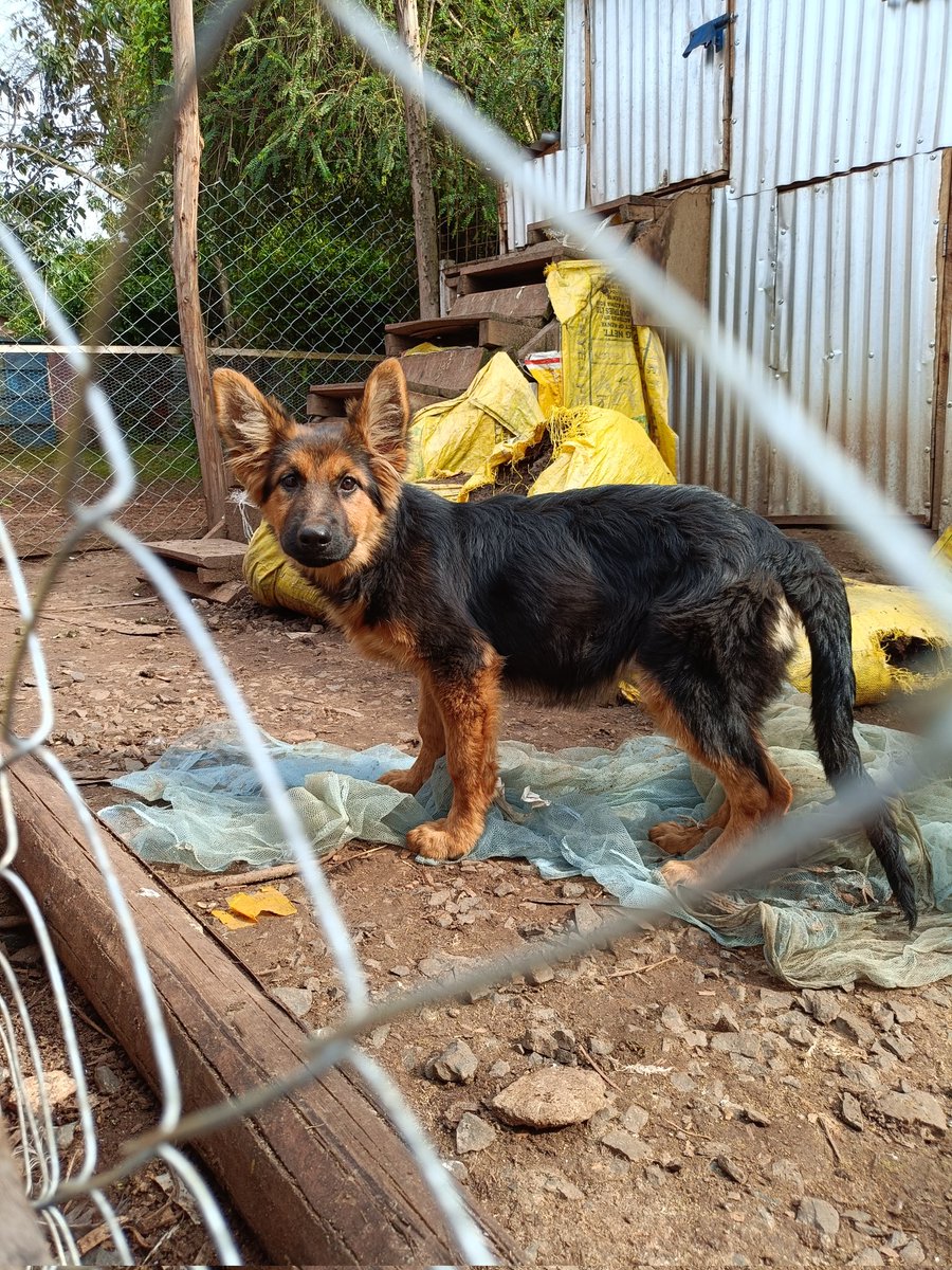 Andrew k Rotich tweet media