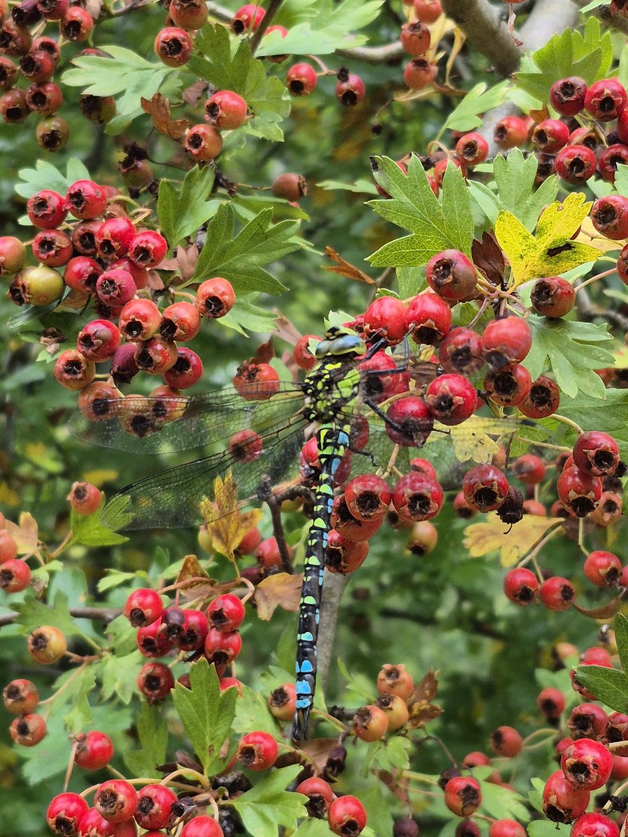 Chiltern Woods (@chilternwoods) on Twitter photo A brightly coloured male southern hawker #dragonfly resting on hawthorn berries in <a href="/ChilternSociety/">Chiltern Society</a> Bottom Wood this morning. <a href="/ChilternsNL/">Chilterns National Landscape</a> A brightly coloured male southern hawker #dragonfly resting on hawthorn berries in <a href="/ChilternSociety/">Chiltern Society</a> Bottom Wood this morning. <a href="/ChilternsNL/">Chilterns National Landscape</a>