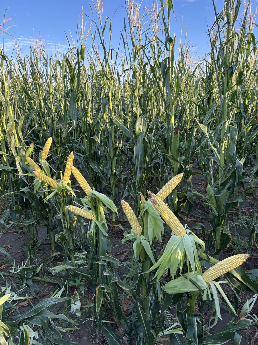 Johnny D tweet media