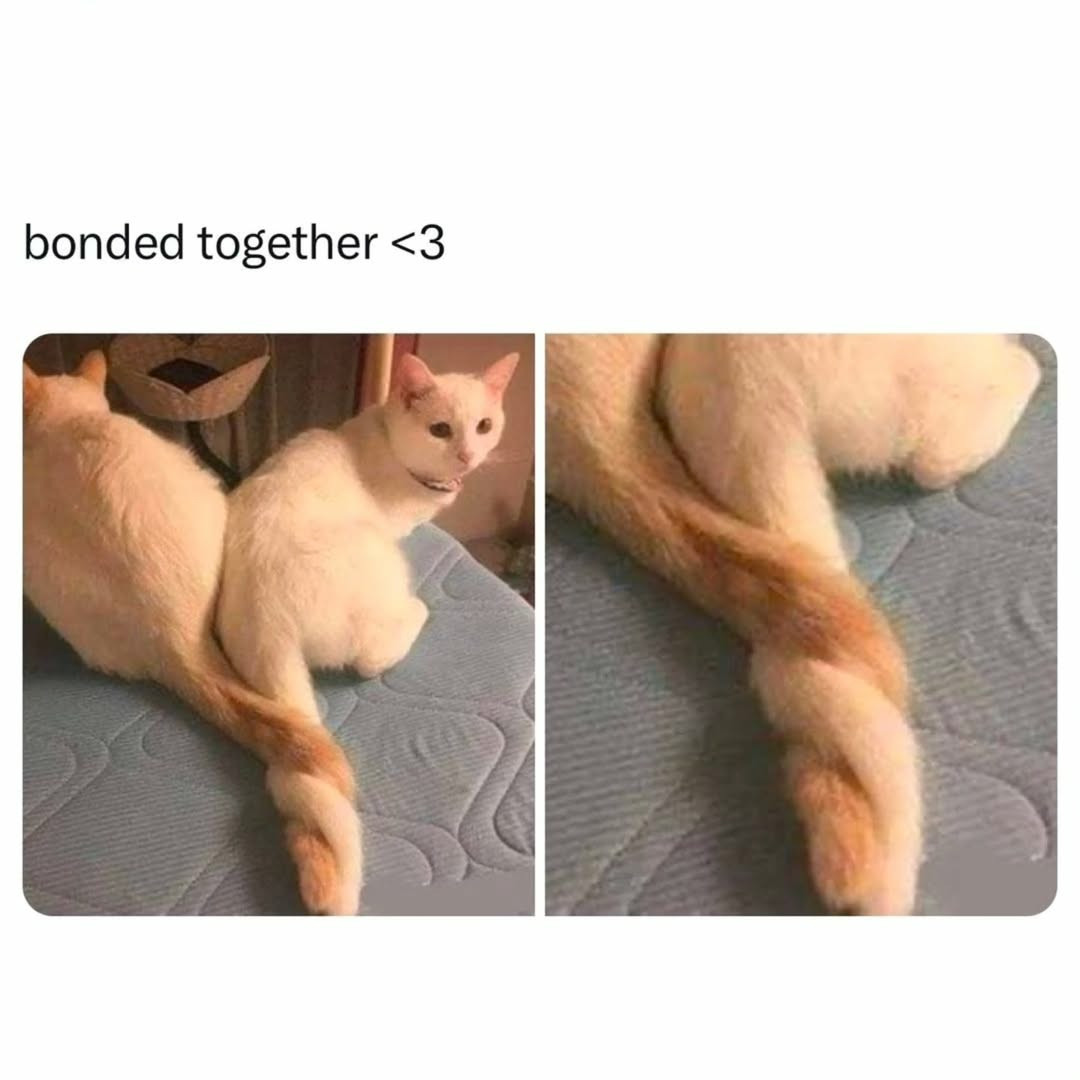 cats with powerful aura tweet media