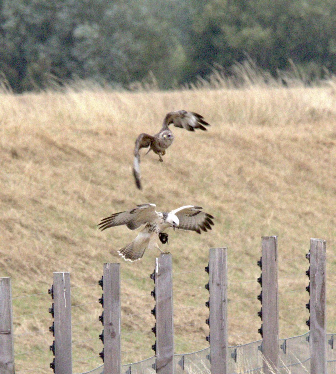 🦅 The Common Buzzard (Buteo buteo) shows incredible colour variation — from pale cream to dark chocolate brown.
This one was spotted enjoying a mole, highlighting its role as an important predator of small mammals.

#Buzzard #ButeoButeo #BirdsofPrey