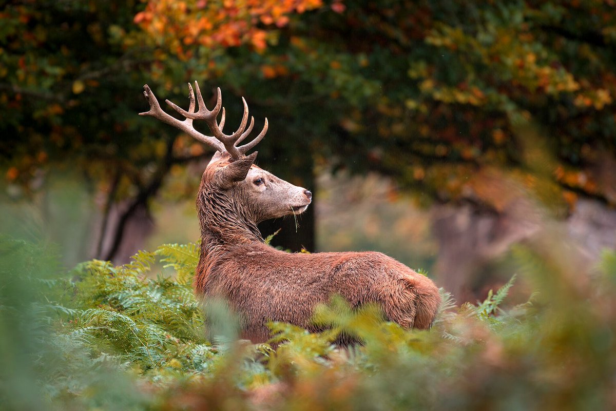 📸 Hoy es el #DíaMundialDeLaFotografía y en #Wikimedia lo celebramos compartiendo imágenes libres en <a href="/WikiCommons/">Wikimedia Commons</a> 🌍 | 📷 Julian Herzog, CC BY 4.0
.
¿Tienes fotos propias que podrían ilustrar #Wikipedia? Súbelas y aporta al conocimiento libre 👇
🔗 commons.wikimedia.org/wiki/Portada
.
