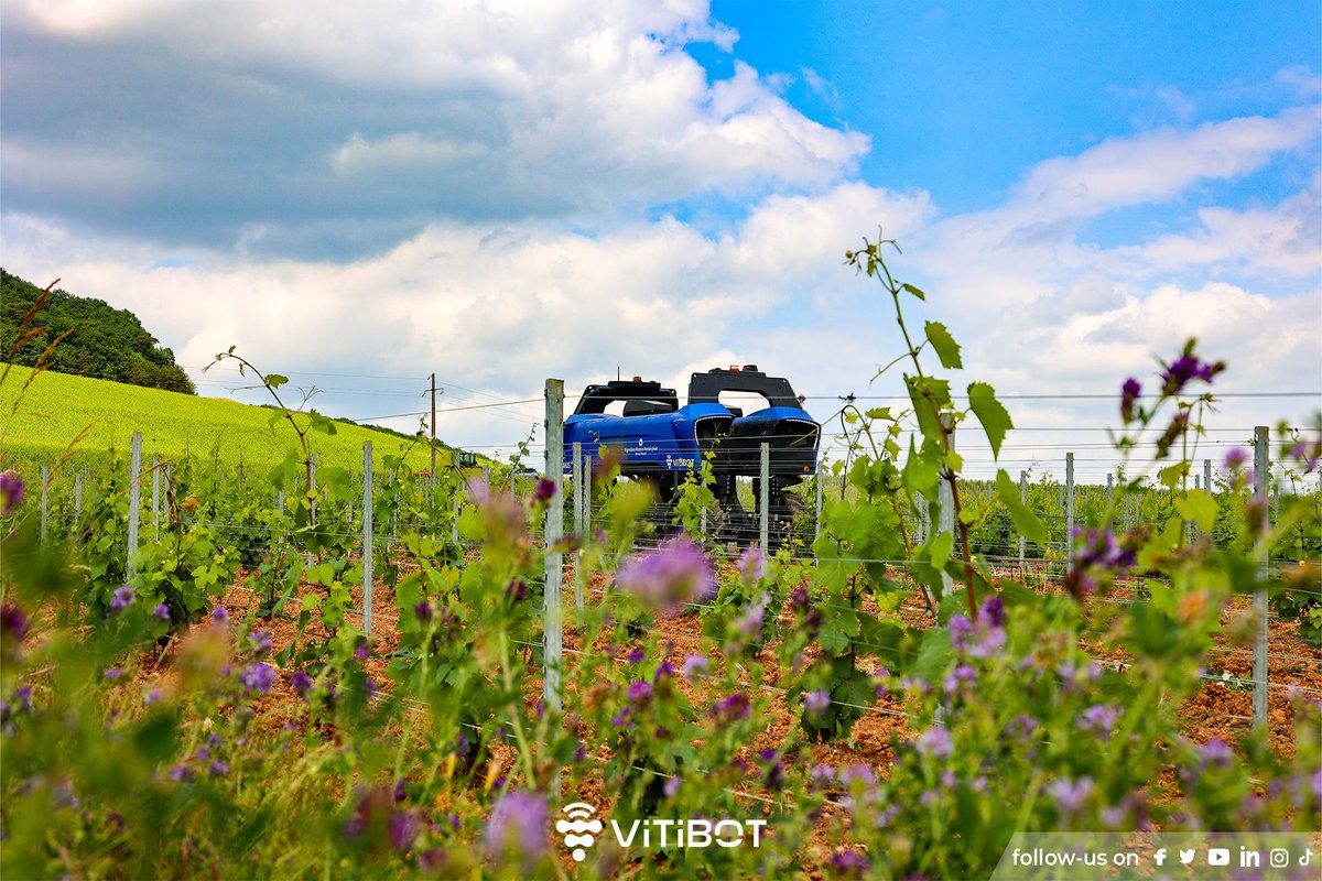 VitiBot's tweet photo. ✨Horoscope du jour – signe : Robot autonome
Amour : tu t’attaches à la vigne, sans jamais l’étouffer
Travail : on t’appelle "l’infatigable"
Humeur : constante, silencieuse, concentrée
🔮

#VitiBot #Bakus #Innovation #Travaildusol https://t.co/0UM61XTdiv
