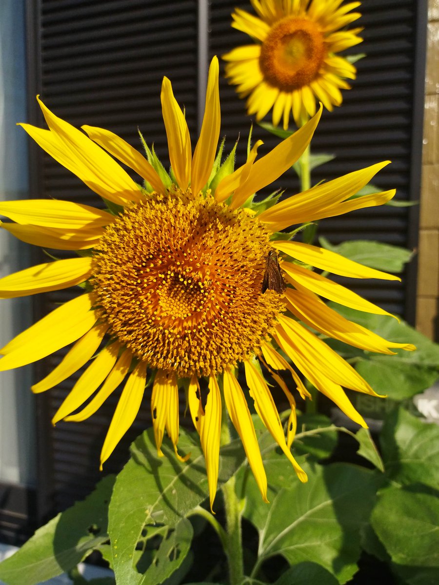 ひまわり日記🌻

また１つ、追加で花が咲きました。
なので現在４輪。元気いっぱいで、昨日のゲリラ豪雨と落雷にも耐えました！
そんな我が家のひまわりに、今朝名前は分からないけど虫がとまっていて、蜜を吸っているのを見て、そこに小さな自然界の姿を感じました😊
#福島ひまわり里親プロジェクト