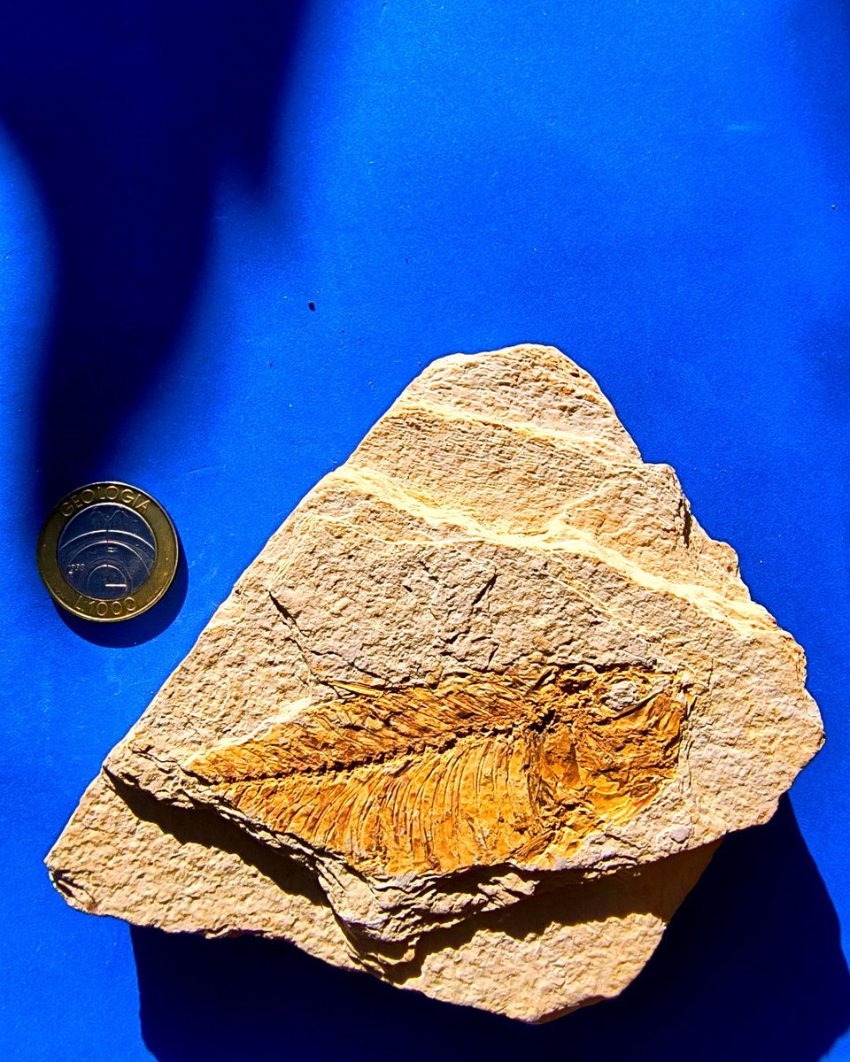 ABaucon's tweet image. “Wherever there is light, one can photograph.”
– Alfred Stieglitz
These photos hold with the words of Stieglitz, who played a crucial role in establishing photography as a recognized art form. Indeed I captured these images of a #fossil #fish while on a balcony!