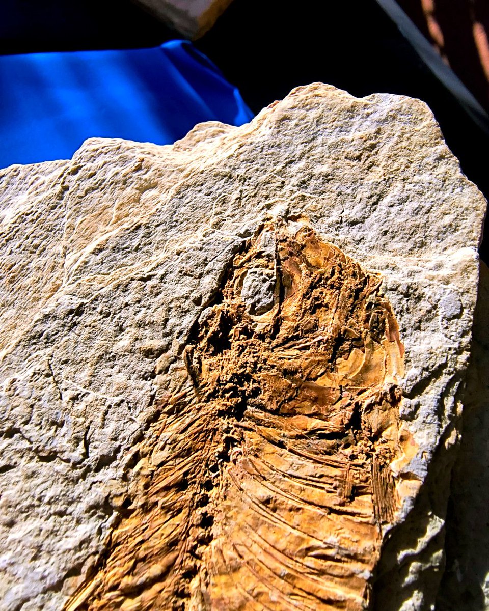 ABaucon's tweet image. “Wherever there is light, one can photograph.”
– Alfred Stieglitz
These photos hold with the words of Stieglitz, who played a crucial role in establishing photography as a recognized art form. Indeed I captured these images of a #fossil #fish while on a balcony!