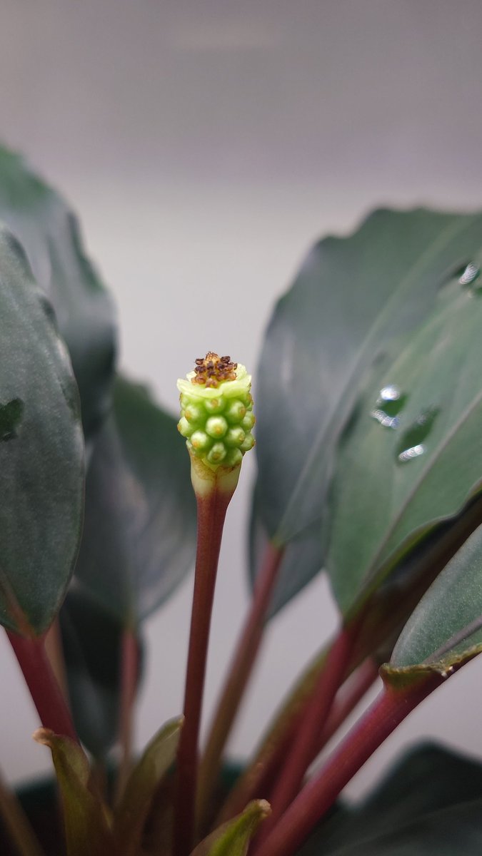 クリプトコリネとブセファランドラの沼 (@DfpQl72wTYukLub) / Posts / X