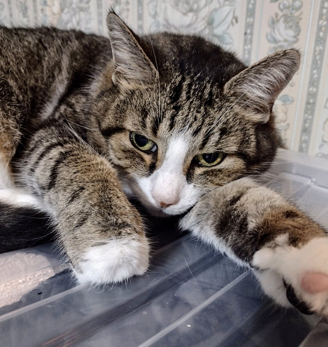 ⭐Stephen⭐ (@stephenowc33) on Twitter photo This gorgeous boy and girl is Luna 18 months and Sparky 16 years
#CatsOfTwitter #CatsOnTwitter #CatsOfX #CatsOnX #CatsAreFamily This gorgeous boy and girl is Luna 18 months and Sparky 16 years
#CatsOfTwitter #CatsOnTwitter #CatsOfX #CatsOnX #CatsAreFamily