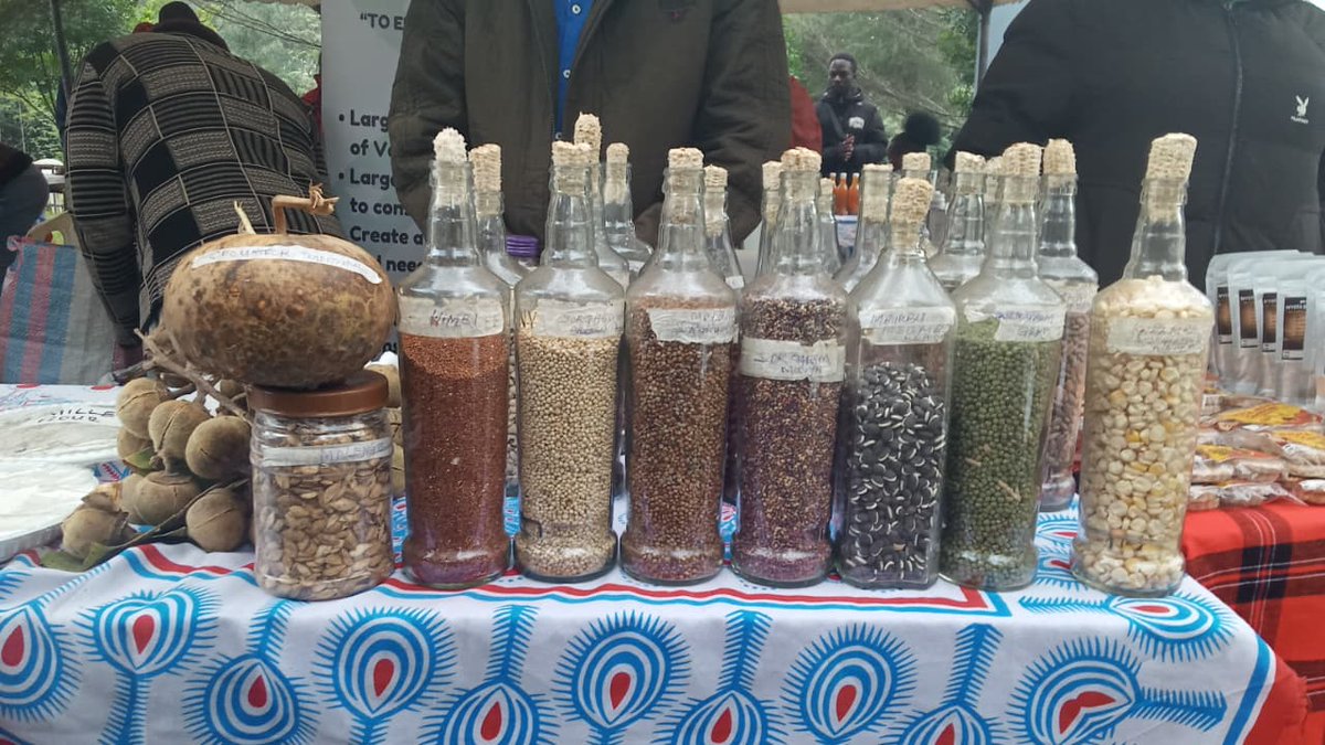 YVE-Kenya with #Pelum &amp; <a href="/CSHEPKENYA/">CSHEP_KENYA</a> is hosting a Seed Fair in Kajiado! 🌱 Farmers &amp; communities will showcase indigenous knowledge in seed saving,key for sustainable agriculture &amp; food security. Our Country Director @NungariNdehi will speak on building resilient food systems.