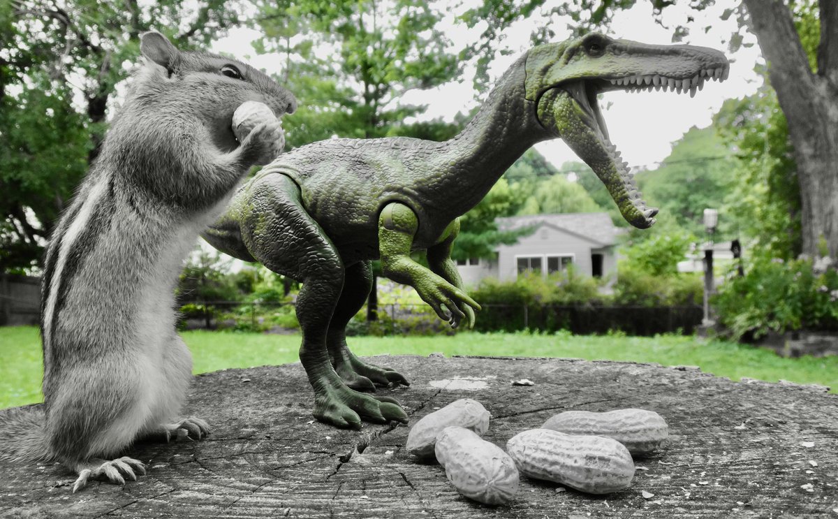 RAWR! Good Tuesday morning! #TuesdayFun #chipmunk #squirrels