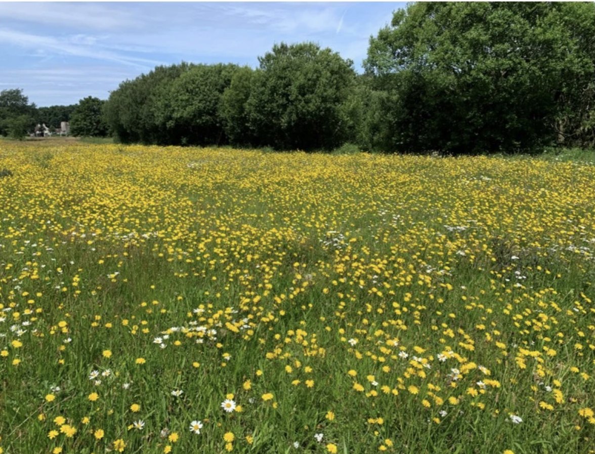 Pollinators tweet media