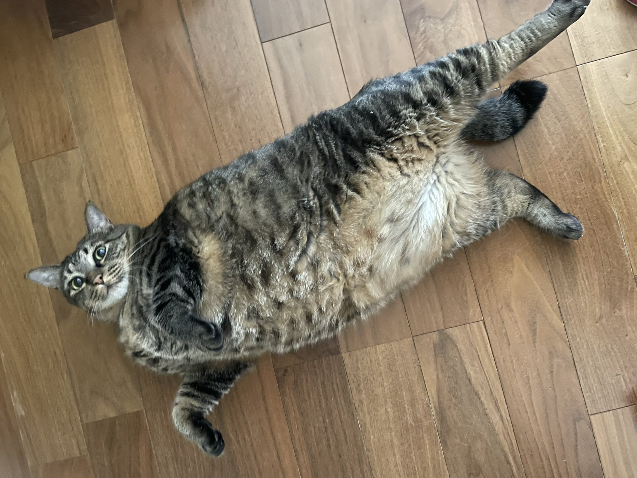 猫とラグビー好きおじさん専用 だっちゃんとアニキ on X: 
