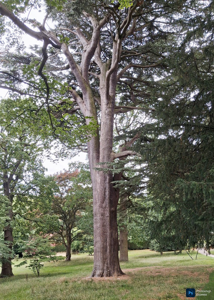 If I was a tree 🌳, I'd like to be like this tree 🌳... Alas! An impressively tall, straight, handsome tree 🌳 for this week's #ThickTrunkTuesday