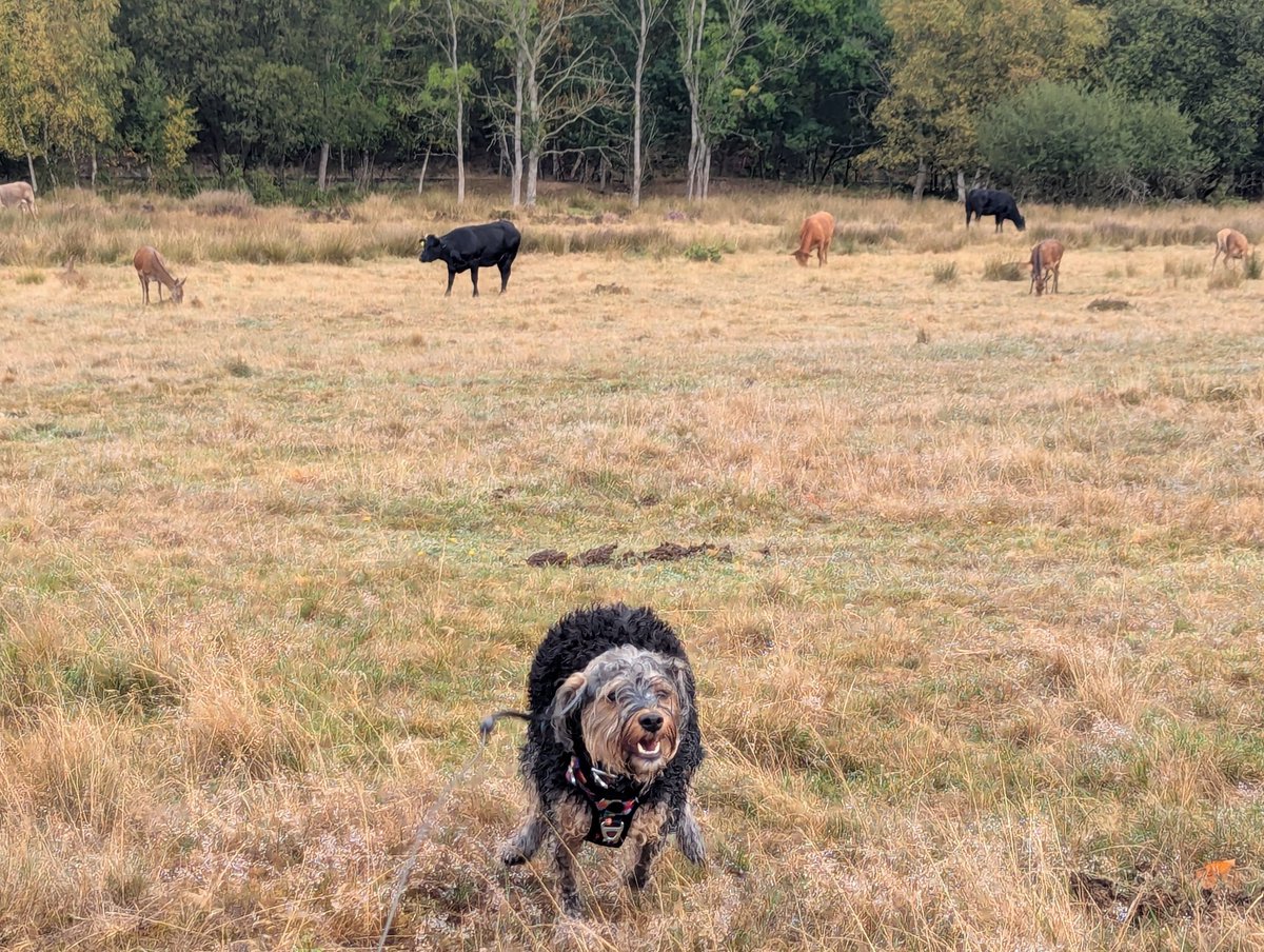 Met some cows and deer grazing today, not sure if Ziggy was a fan 😂
#RunAway