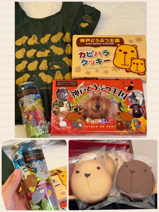 神戸どうぶつ王国で買ったもの

那須もだったけどお土産売り場がとても充実していた✨楽しくて危険

#神戸どうぶつ王国
#カピバラ #お土産
2025.06.20 
