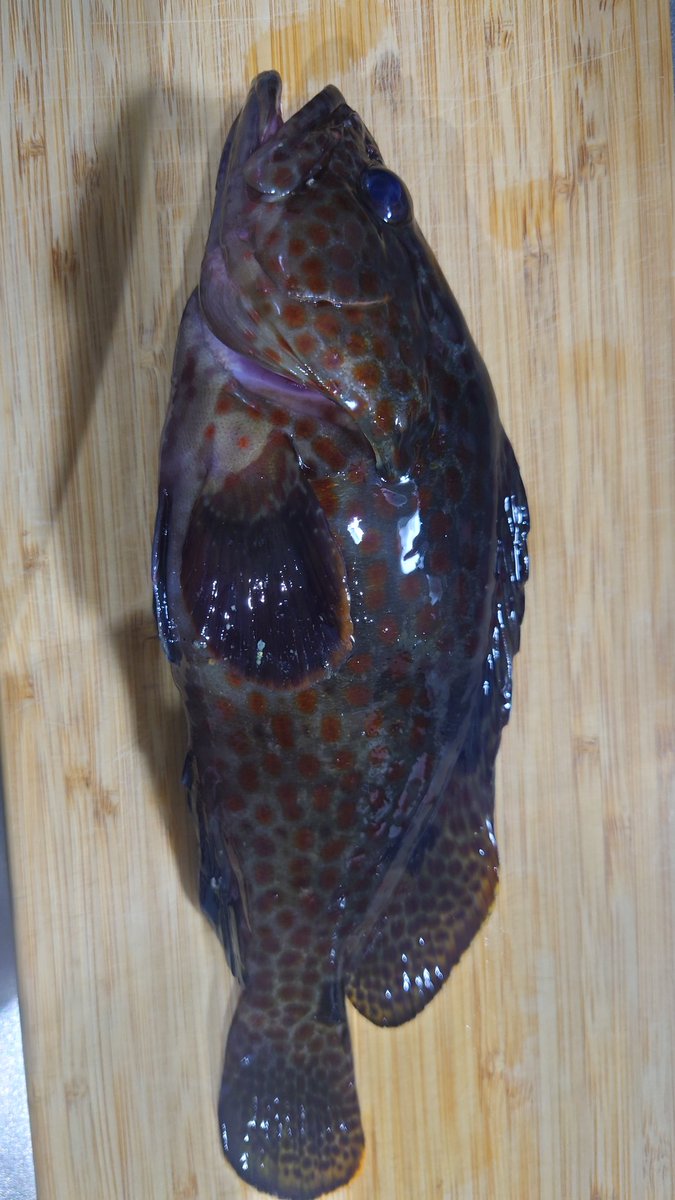 識者？これキジハタ？食べられるよね？