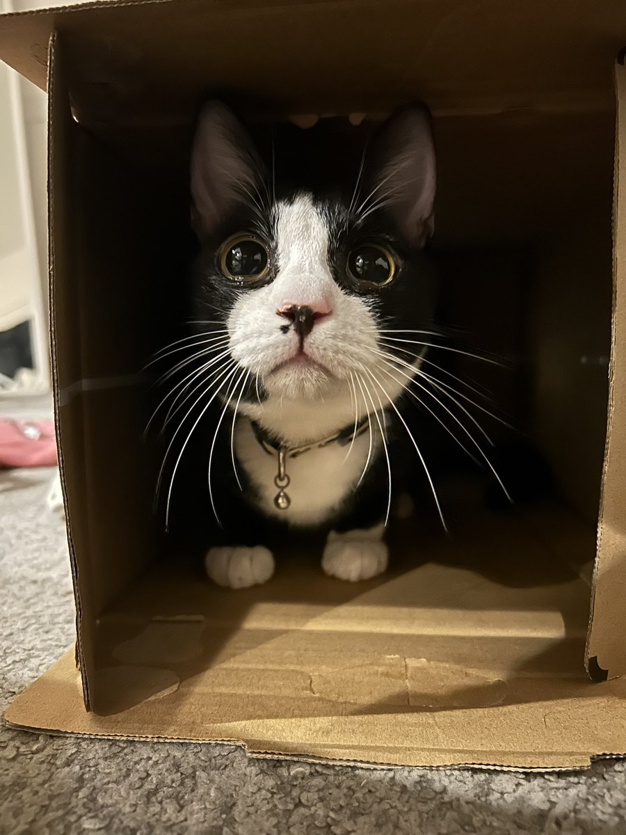 knk_to_'s tweet image. さいきんのふたり🐶😼

ロルは一緒に寝たいけど
オレオは一緒に遊びたい

すれ違いの日々ですね🤣笑