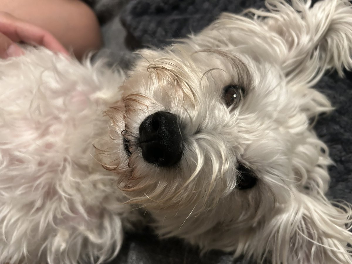 knk_to_'s tweet image. さいきんのふたり🐶😼

ロルは一緒に寝たいけど
オレオは一緒に遊びたい

すれ違いの日々ですね🤣笑