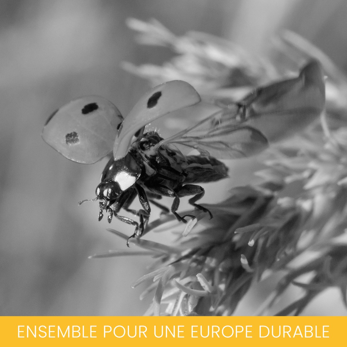 Journée Mondiale de la photographie 📸, art pratiqué au quotidien par les producteurs de 🥔 pour protéger naturellement leurs plantations. Saurez-vous reconnaître ce défenseur naturel des cultures ?

potatoesforever.eu/fr
#PotatoesForever #lespommesdeterre
#EnjoyItsFromEurope