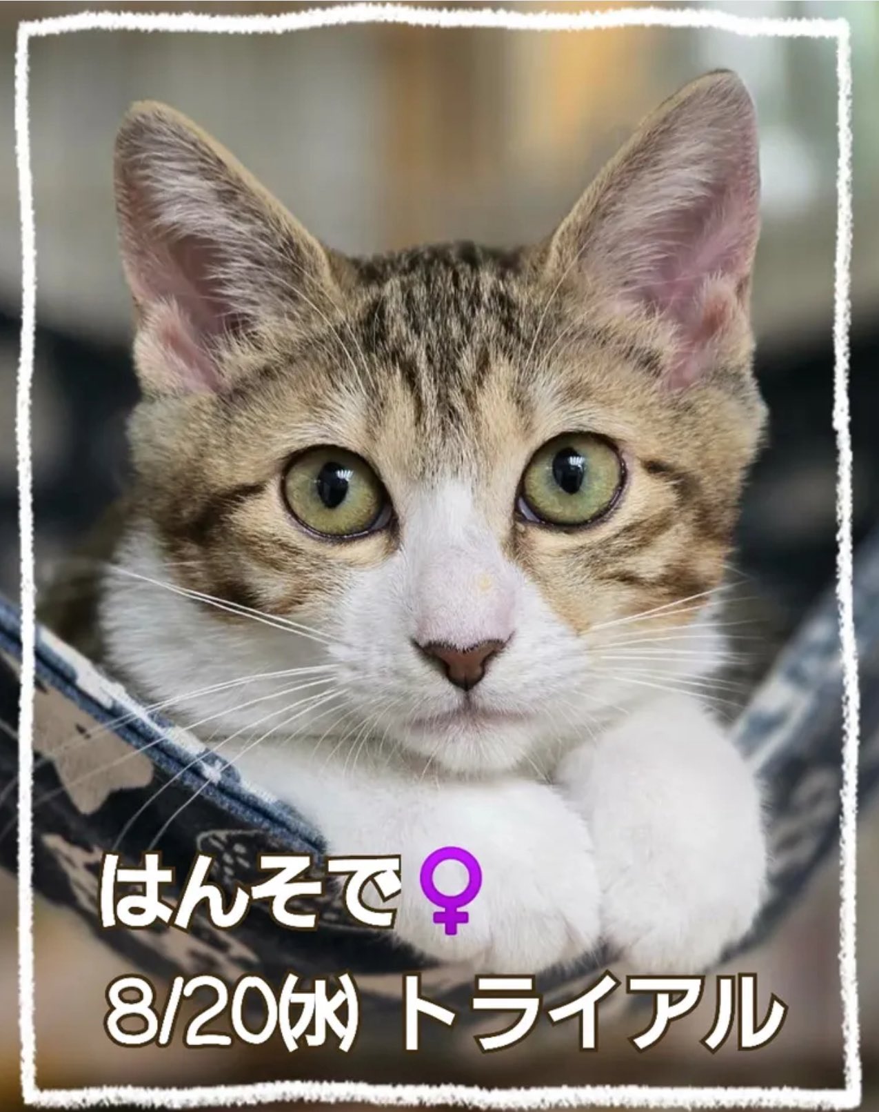 保護猫ハウス信州猫日和 YouTube毎日更新中 on X: 